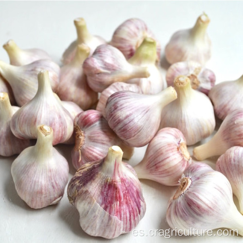 Precio de New Crop Gourmet Red Garlic